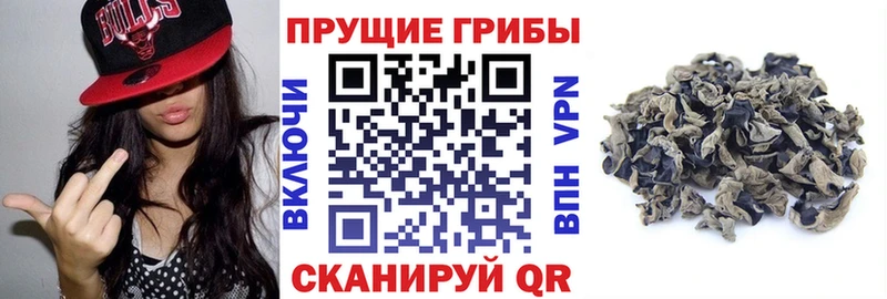 Галлюциногенные грибы MAGIC MUSHROOMS  как найти закладки  Шилка 
